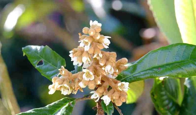 Loquat - geneeskrachtige plant